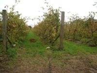 vines